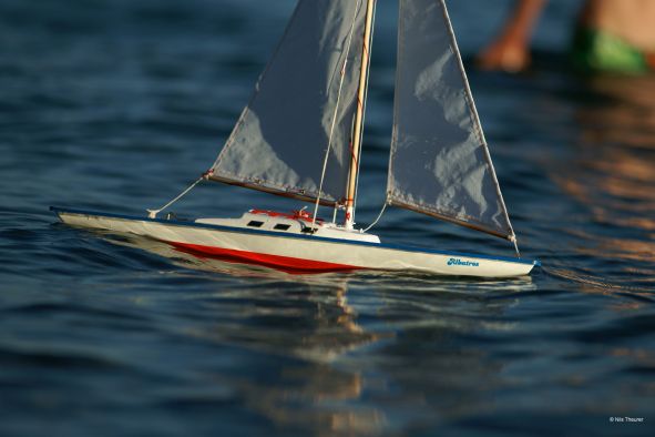 Albatros im Wasser