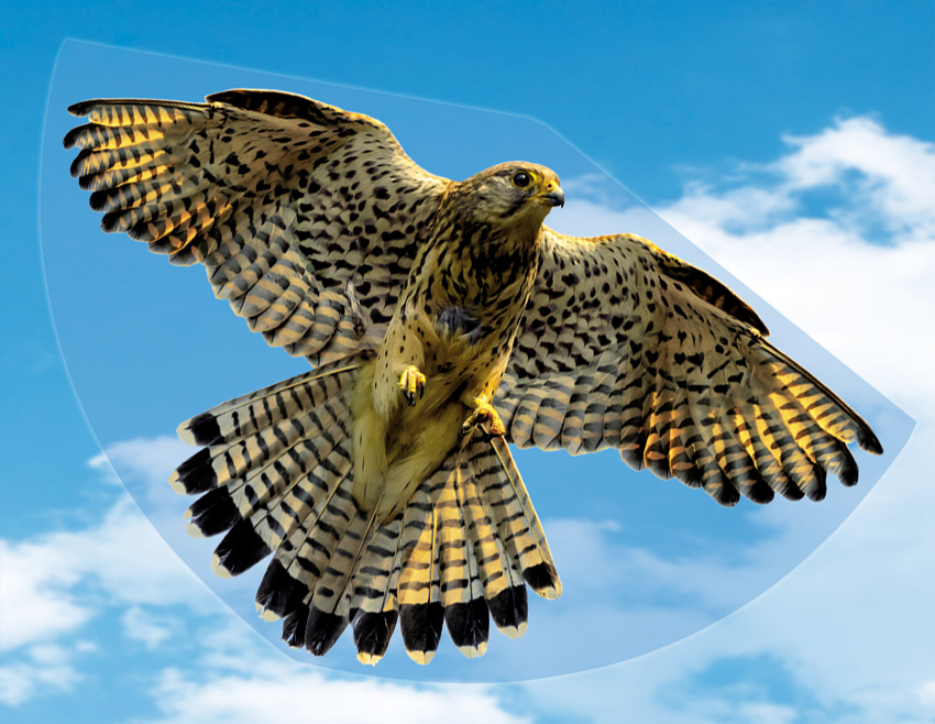 1230 Falke