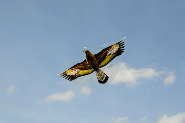 Steinadler am Himmel