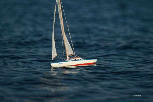 Albatros im Wasser