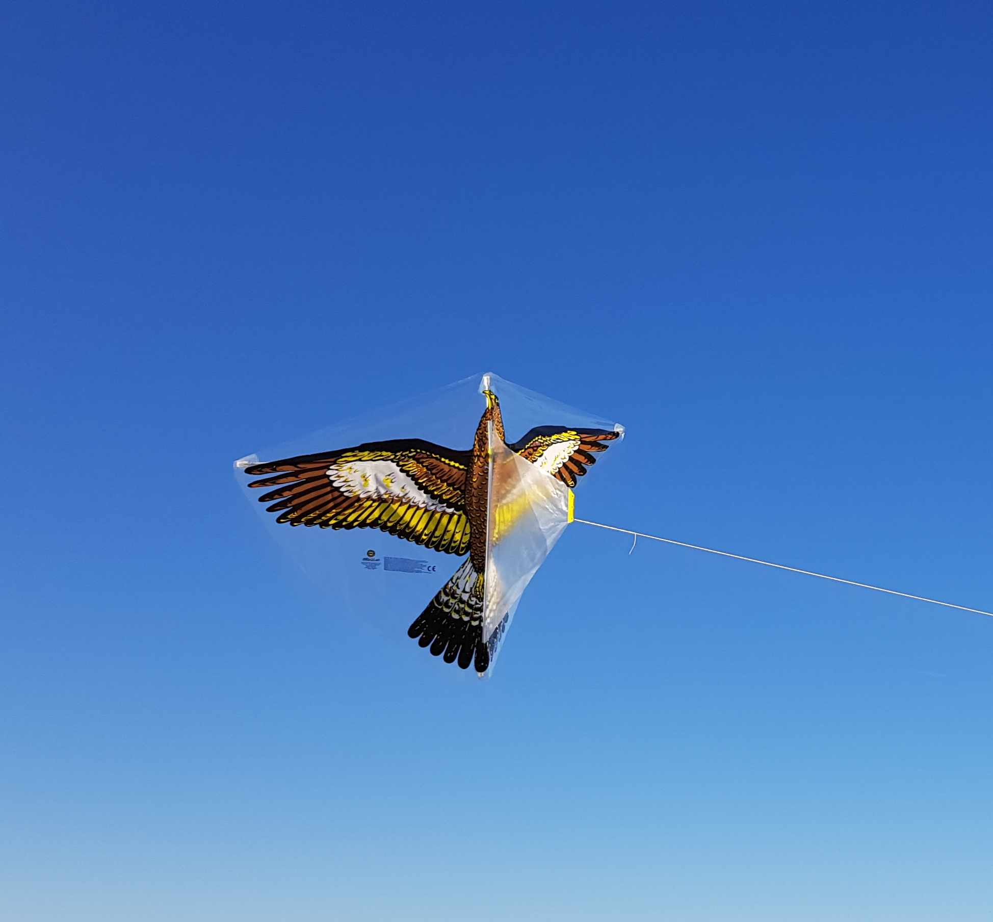 Steinadler am Himmel